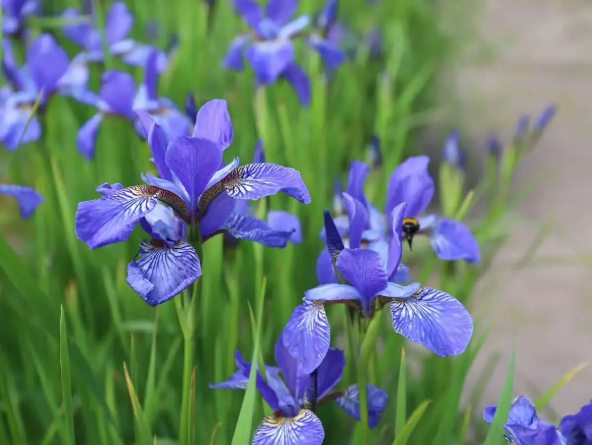 Un champ d'iris fleur bleus, avec une abeille butinant sur l'une d'elles.