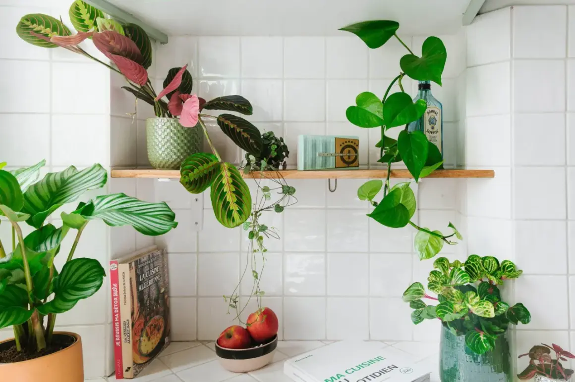 Plusieurs plantes décorent cette étagère de salle de bain, apportant une touche de verdure à cet espace.
