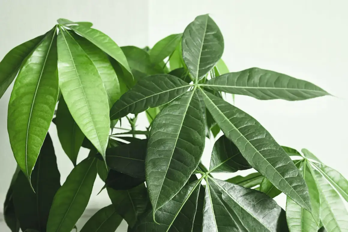 Gros plan sur les feuilles vertes et lustrées d'un pachira aquatica, une plante d'intérieur populaire.