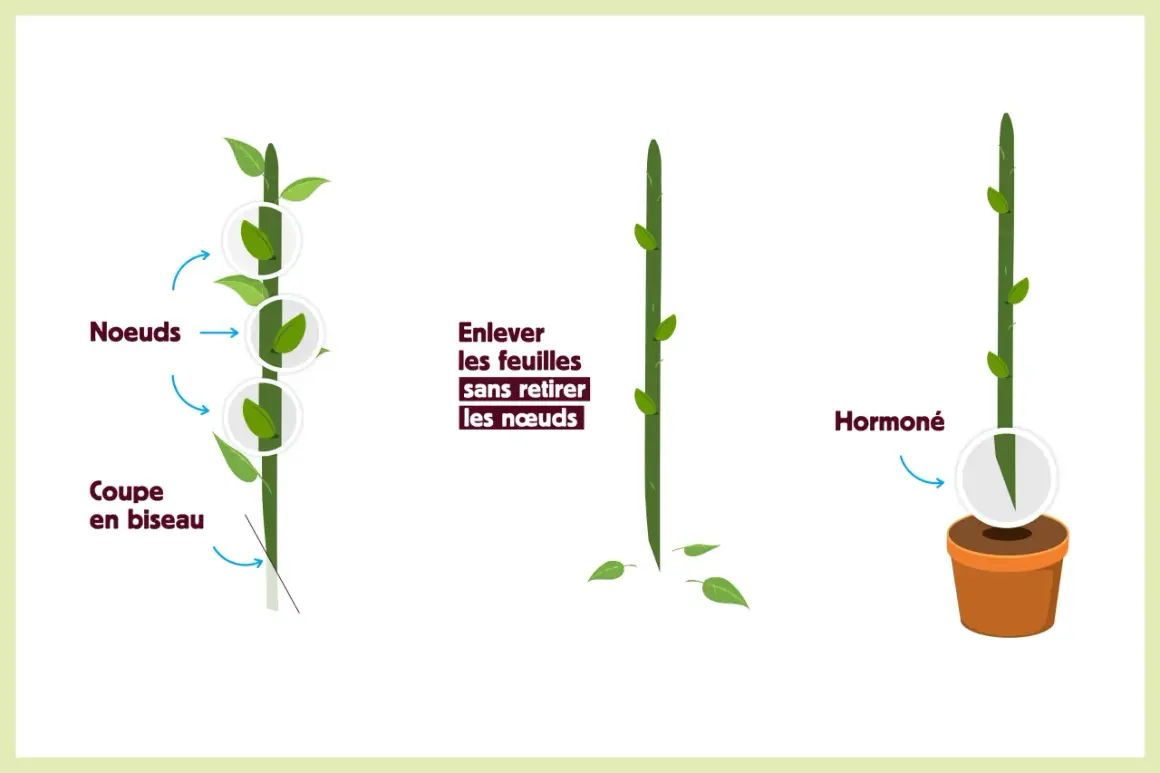 Illustration montrant les étapes du bouturage : nœuds, coupe en biseau, retrait des feuilles et hormonage.