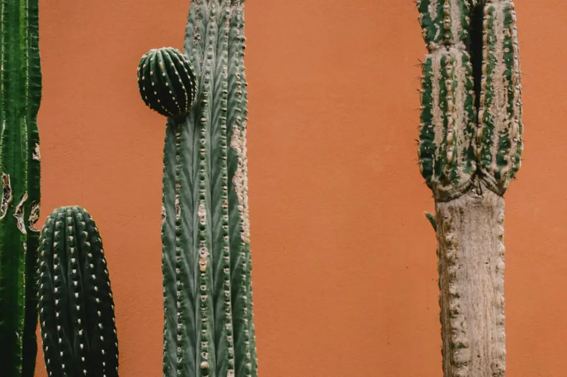 Plusieurs cactus aux formes variées se dressent devant un mur ocre, apportant une touche désertique à une ambiance de chambre.