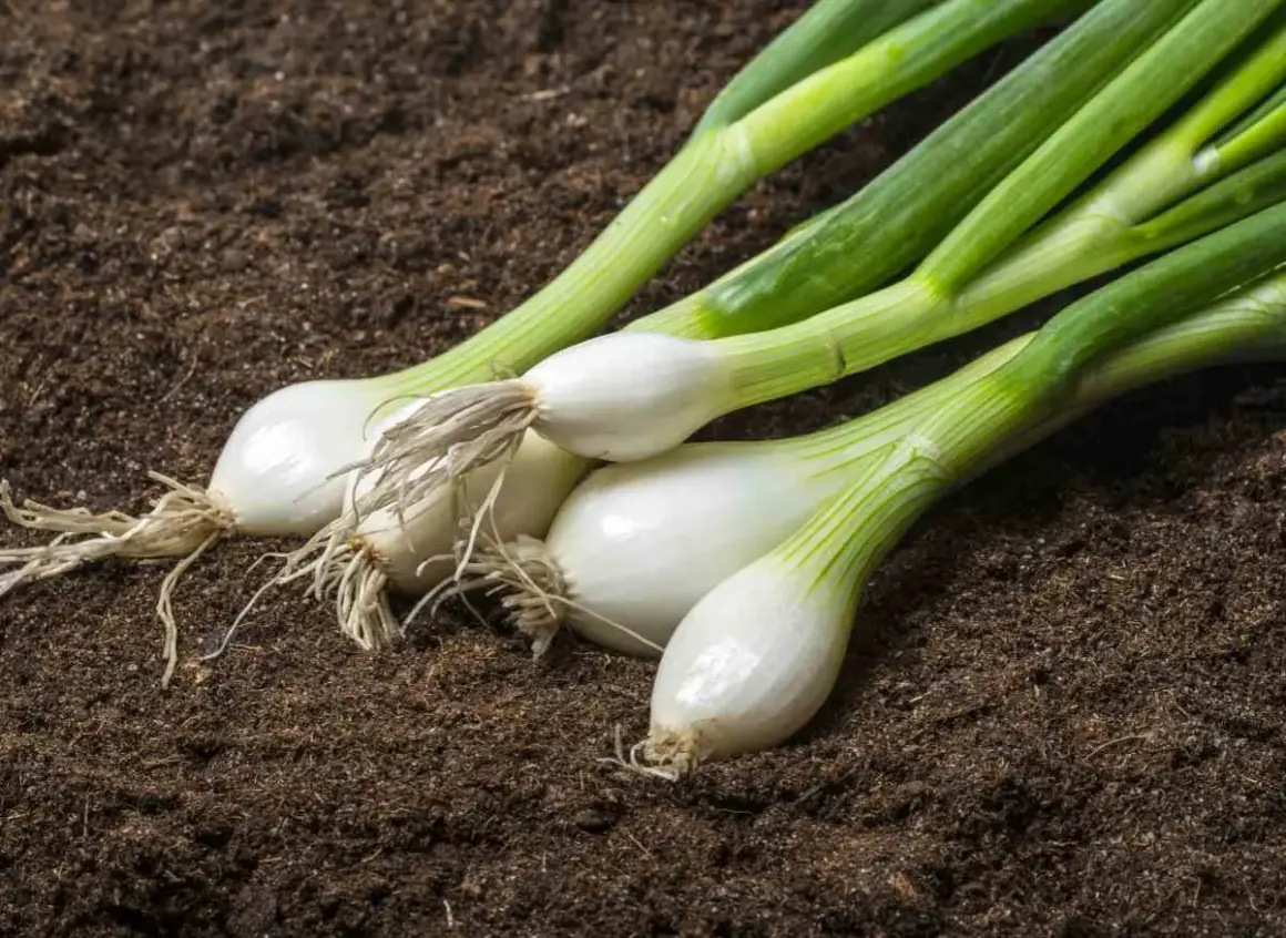 Oignons blancs prêts à être plantés dans la terre. Le moment idéal pour savoir quand repiquer les oignons blancs est arrivé.