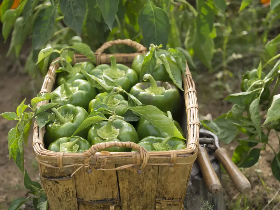 Panier rempli de poivrons verts frais, prêts pour la récolte. La culture poivron est à son apogée, avec des légumes brillants et sains.