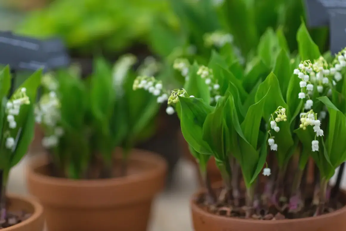 Des plants de muguet en pot, prêts à être replantés. Leurs clochettes blanches annoncent le printemps.