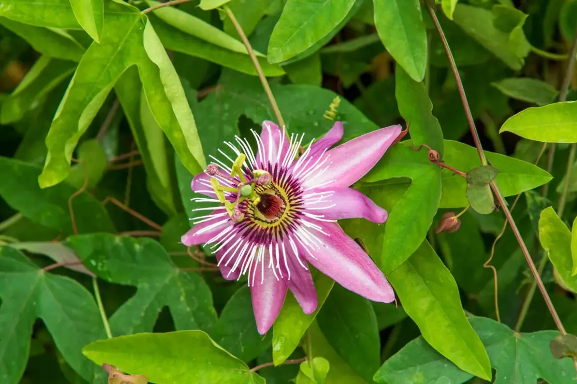 Magnifique passiflore en pleine floraison, ses pétales roses et blancs éclatants se détachent sur le feuillage vert luxuriant.