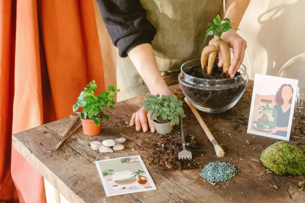 Création d'un terrarium plante diy : une main place une plante aux racines étranges dans un bocal en verre rempli de terre.