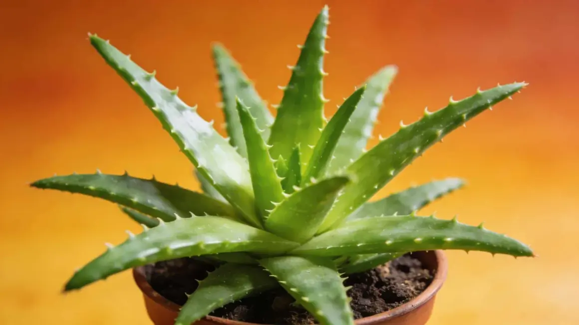 Gros plan d'une plante d'aloe vera verte et succulente dans un pot en terre cuite, prête pour son rempotage.