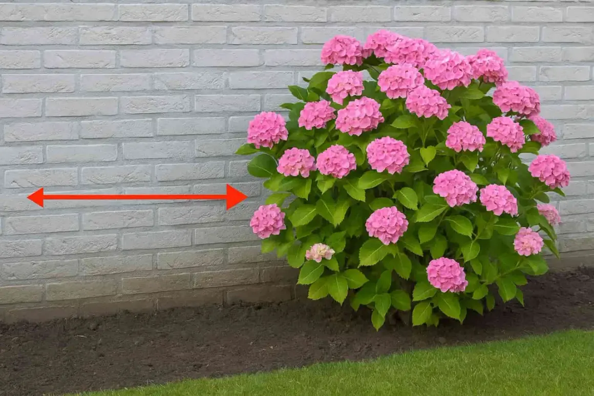 Un hortensia rose luxuriant près d'un mur de briques. La distance idéale pour planter un hortensia d'un mur est indiquée par une flèche rouge.