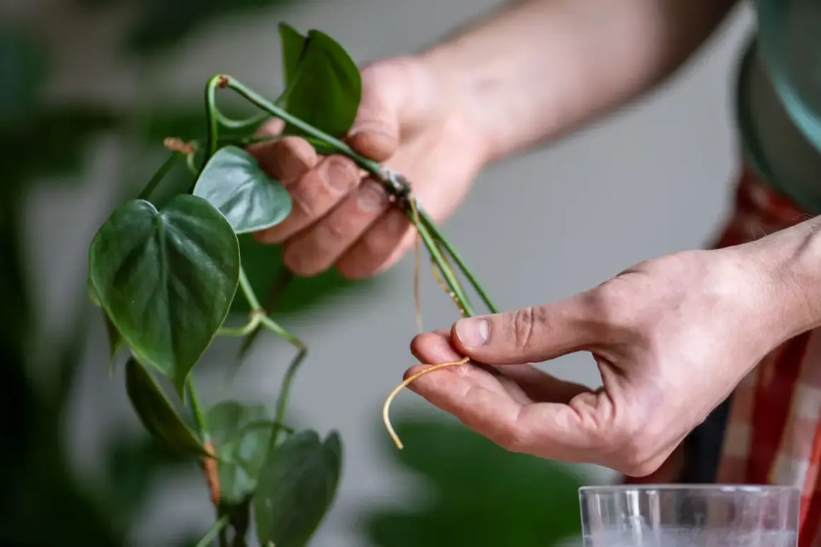 Des racines aériennes sur une tige de plante verte, prête à être bouturée dans l'eau. Idéal pour savoir quelles sont les plantes que l'on peut bouturer dans l'eau.