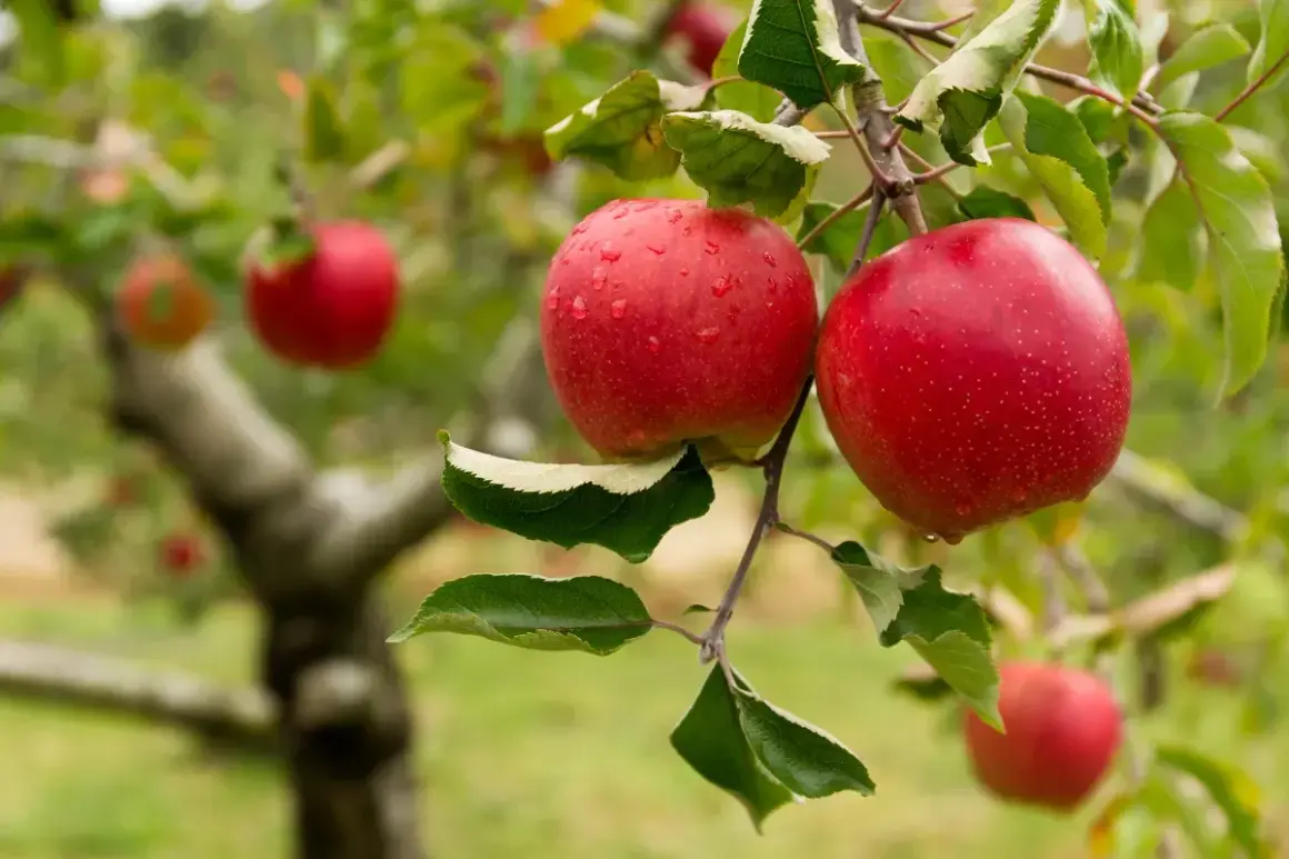 Deux pommes rouges, gorgées de rosée, pendent à une branche. L'arbre, prêt pour l'entretien pommier, promet une belle récolte.