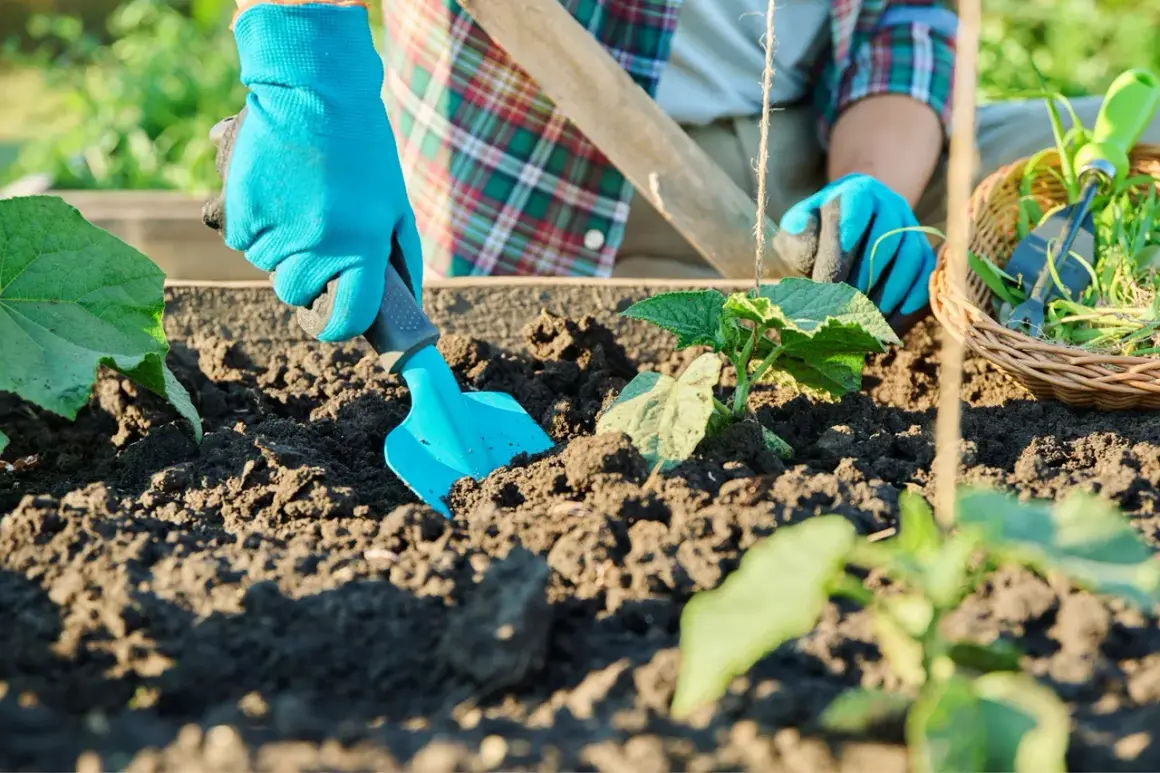 Main dans le potager, une main gantée utilise une petite pelle bleue pour travailler la terre autour d'un jeune plant.