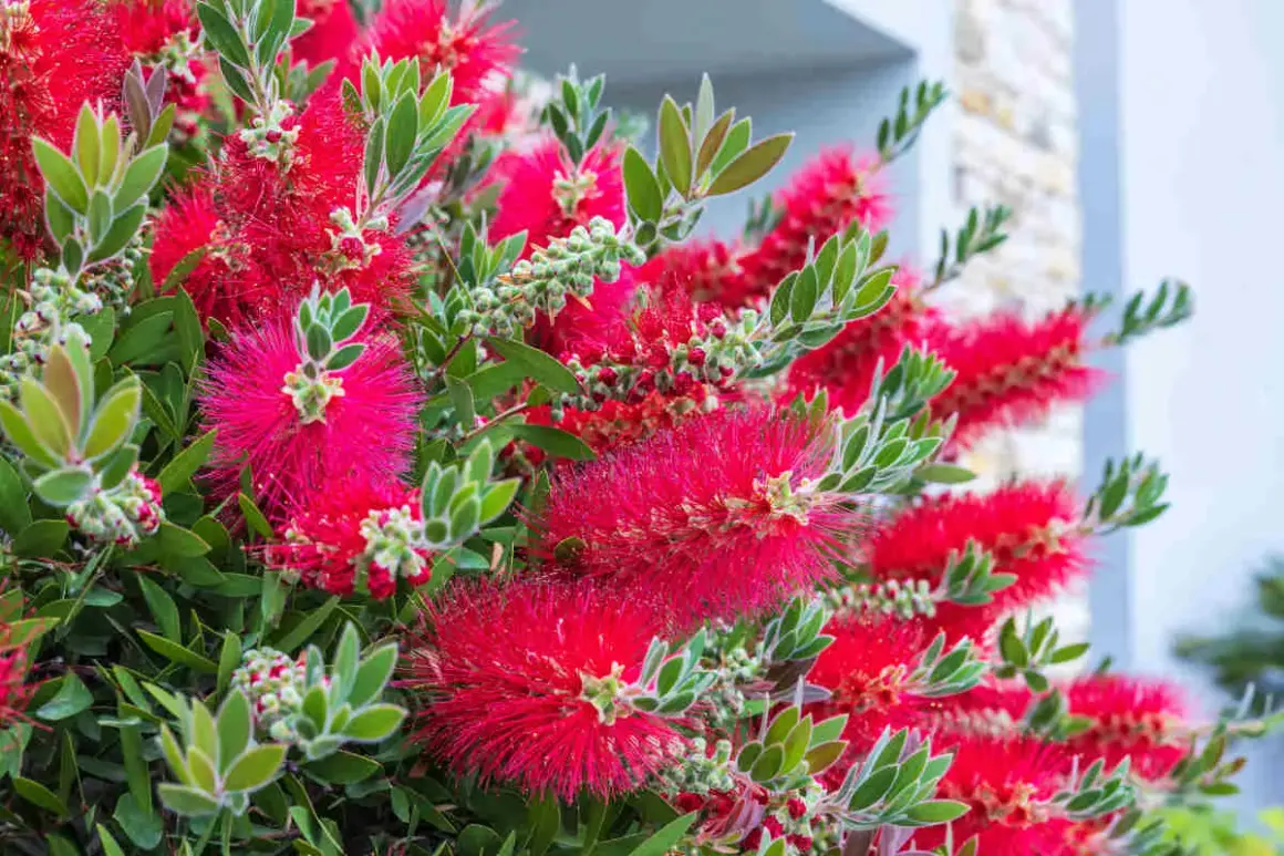Fleurs rouges vives de rince bouteille, ressemblant à des brosses, avec des feuilles vertes.
