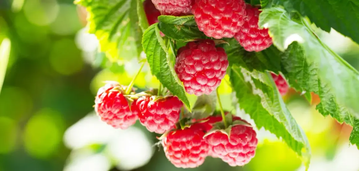 Gros plan sur des framboises rouges mûres sur une branche, prêtes à être cueillies. Un délice à planter framboisier.