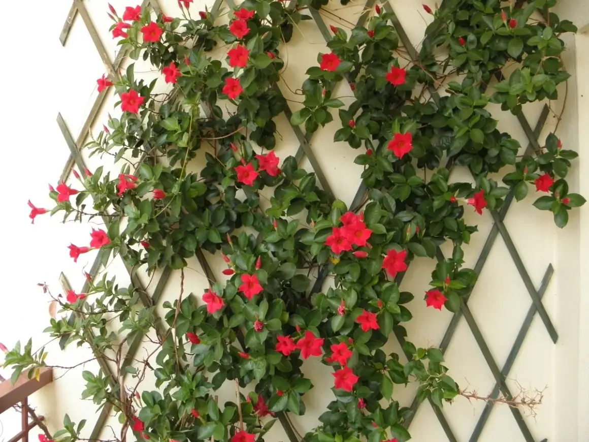 Dipladenia aux fleurs rouges éclatantes grimpant sur un treillage. Ses feuilles vertes luxuriantes rappellent la fraîcheur d'un gel apaisant.