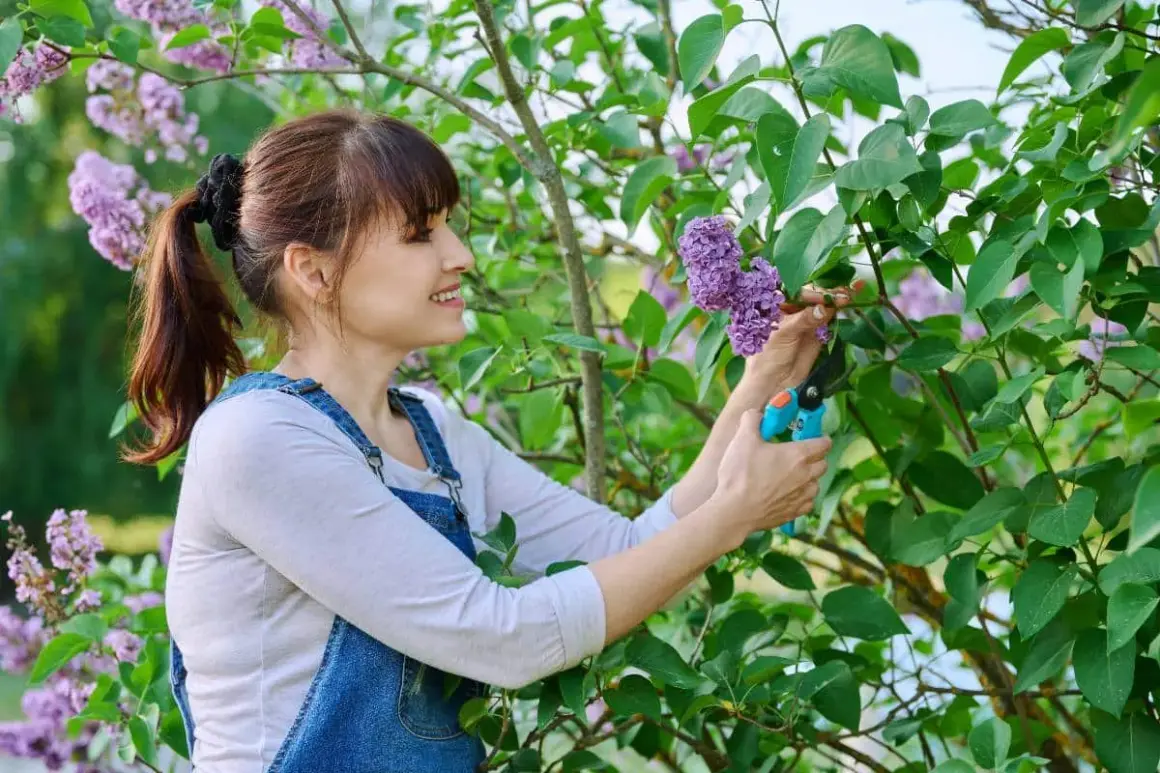 Une femme taille un lilas en fleurs, profitant du beau temps pour s'occuper de son jardin.