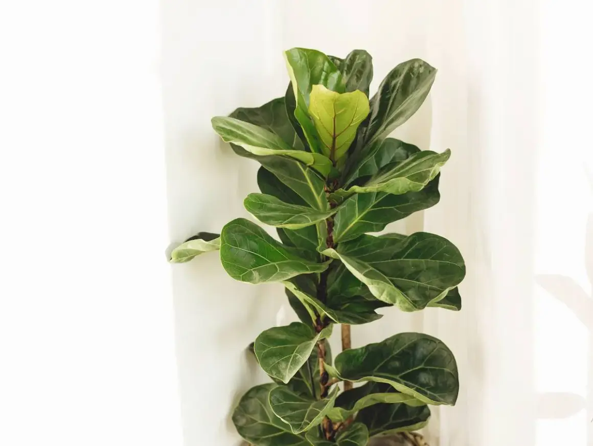 Un grand figuier lyre aux feuilles vertes luxuriantes se dresse près d'un mur blanc, apportant une touche de nature à l'intérieur.