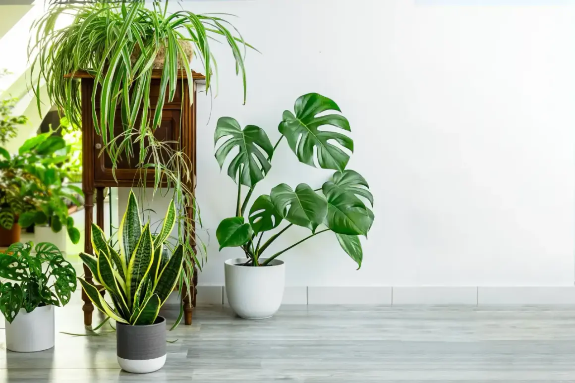 Un salon moderne avec une **déco salon plante verte** luxuriante. Un Monstera, un Sansevieria et un Chlorophytum apportent une touche de nature.