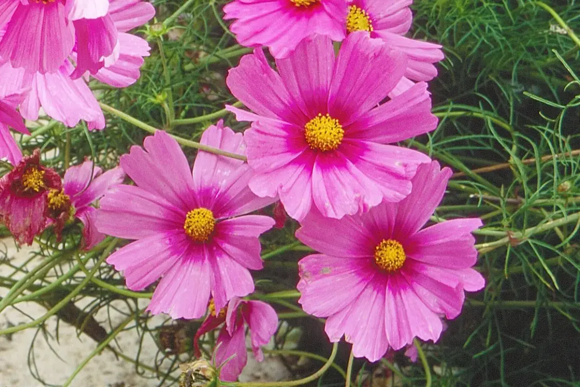 Plusieurs fleurs de cosmos roses vives avec des cœurs jaunes éclatants, entourées de feuillage vert. Ces semis de cosmos promettent une belle floraison estivale.