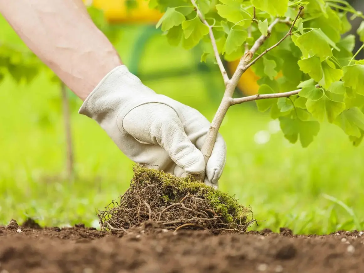 Main verte gantée plante un jeune arbuste aux feuilles vertes dans la terre. Le bon moment pour planter des arbustes est crucial pour leur croissance.