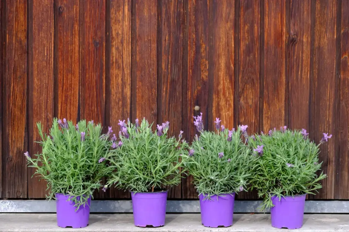 Quatre pots de lavande en fleurs, prêts à être plantés, alignés devant un mur en bois brun.