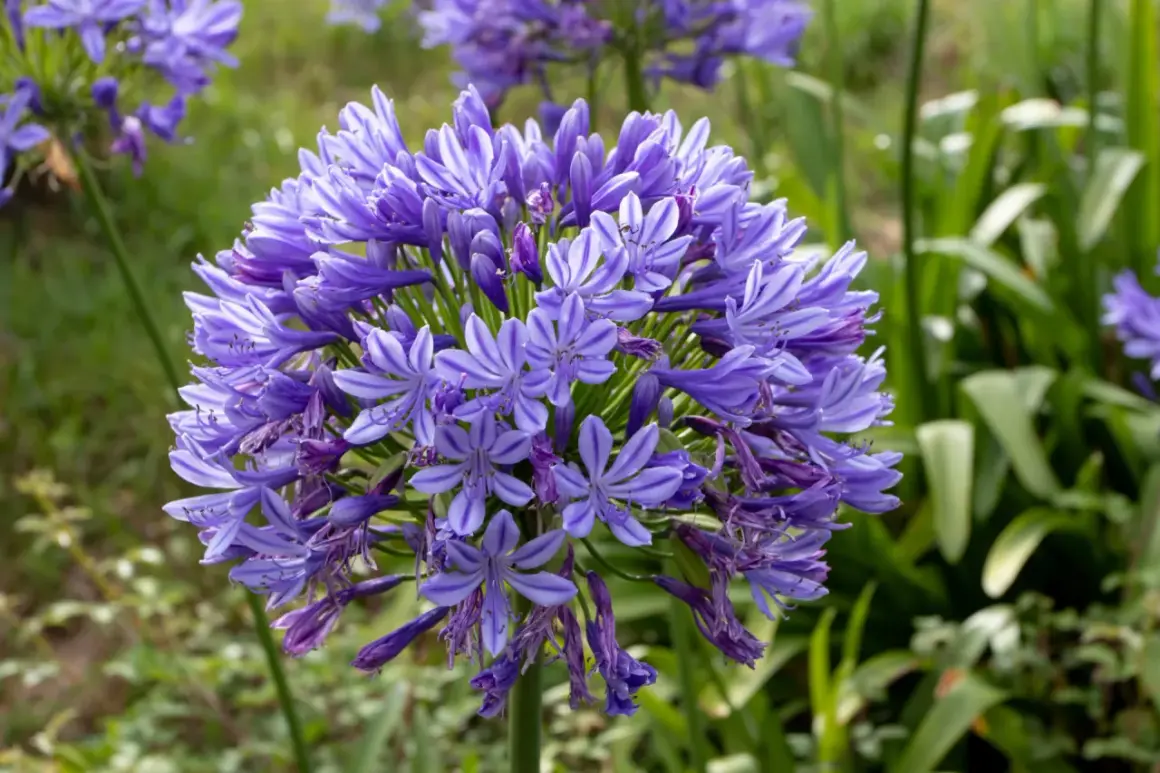 Gros plan sur une ombelle d'agapanthes bleues, prêtes pour l'arrosage. Les fleurs en forme d'étoile sont d'un bleu profond avec des rayures plus claires.