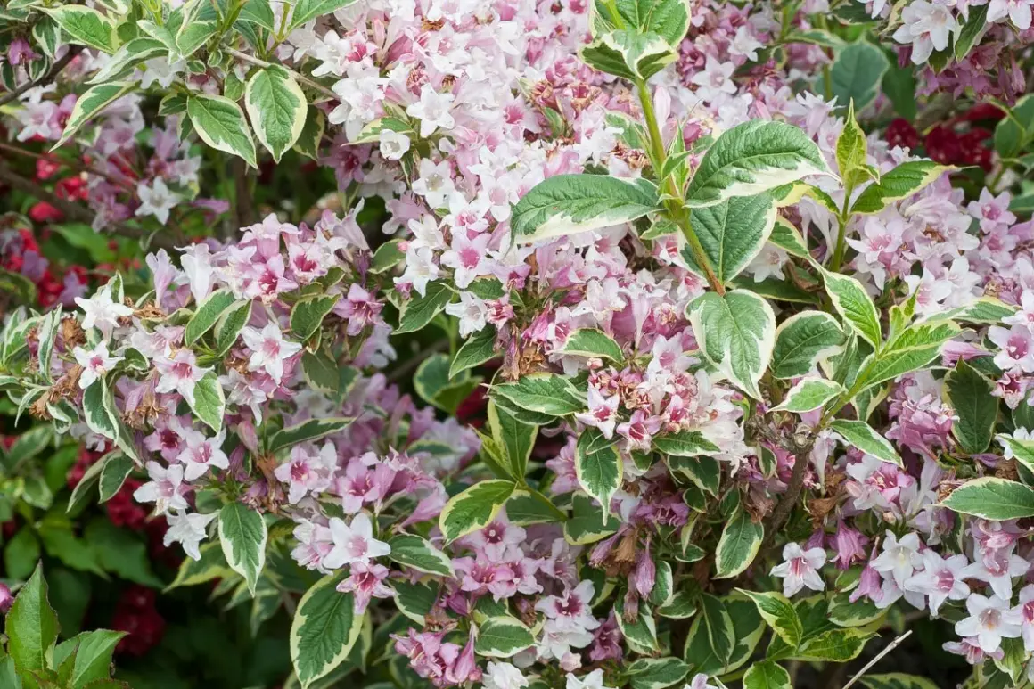 Gros plan sur un arbuste de weigelia aux fleurs roses et blanches et aux feuilles panachées. Sa hauteur est idéale pour un petit jardin.