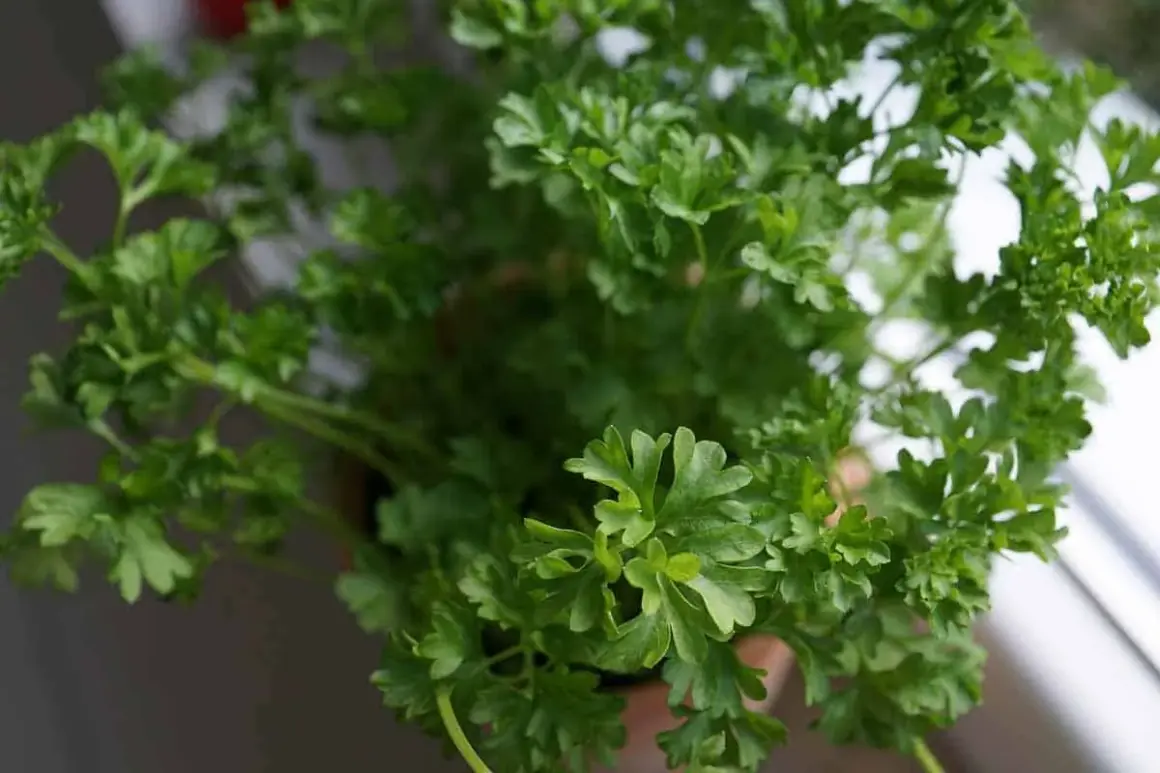 Gros plan sur un persil en pot, ses feuilles vertes et frisées prêtes à parfumer vos plats.