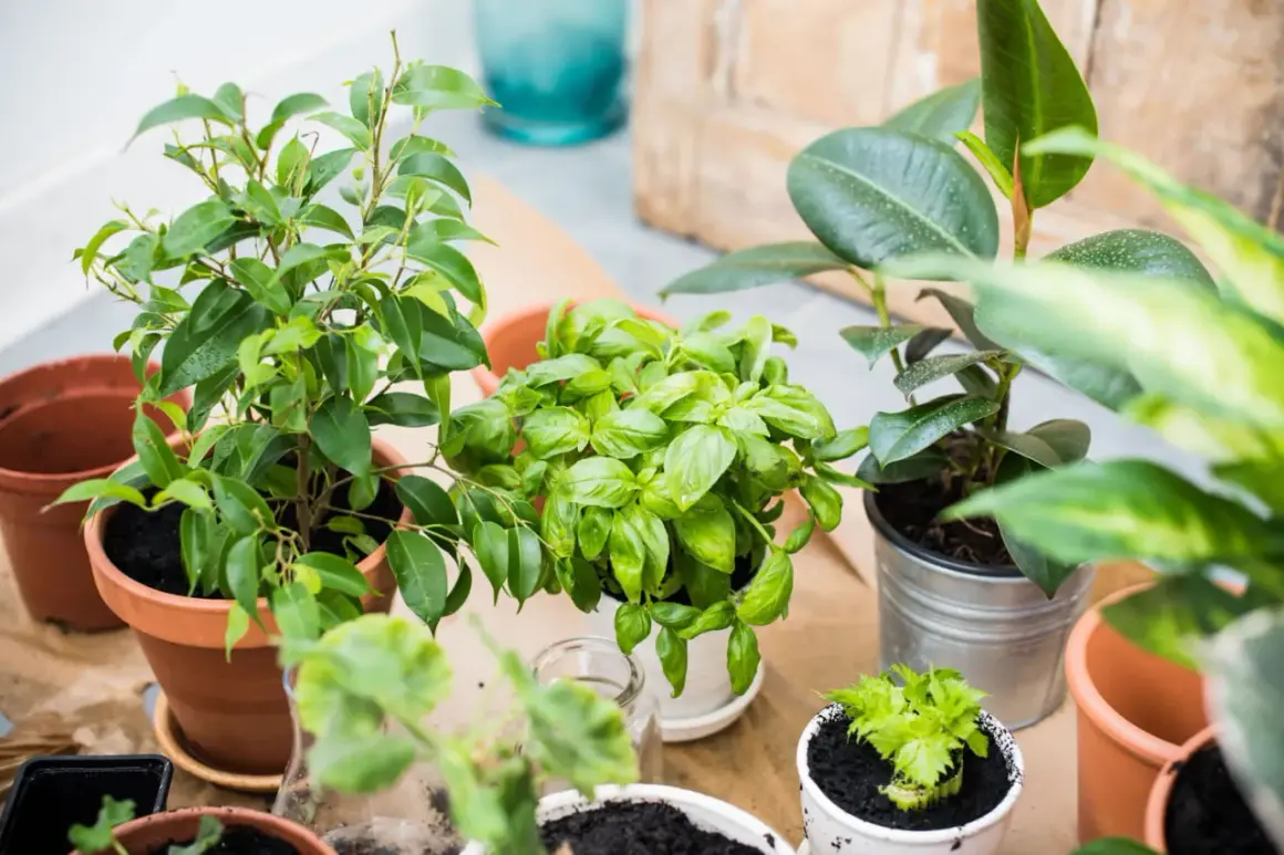 Plusieurs plantes vertes en pot, dont du basilic, sur un fond clair.