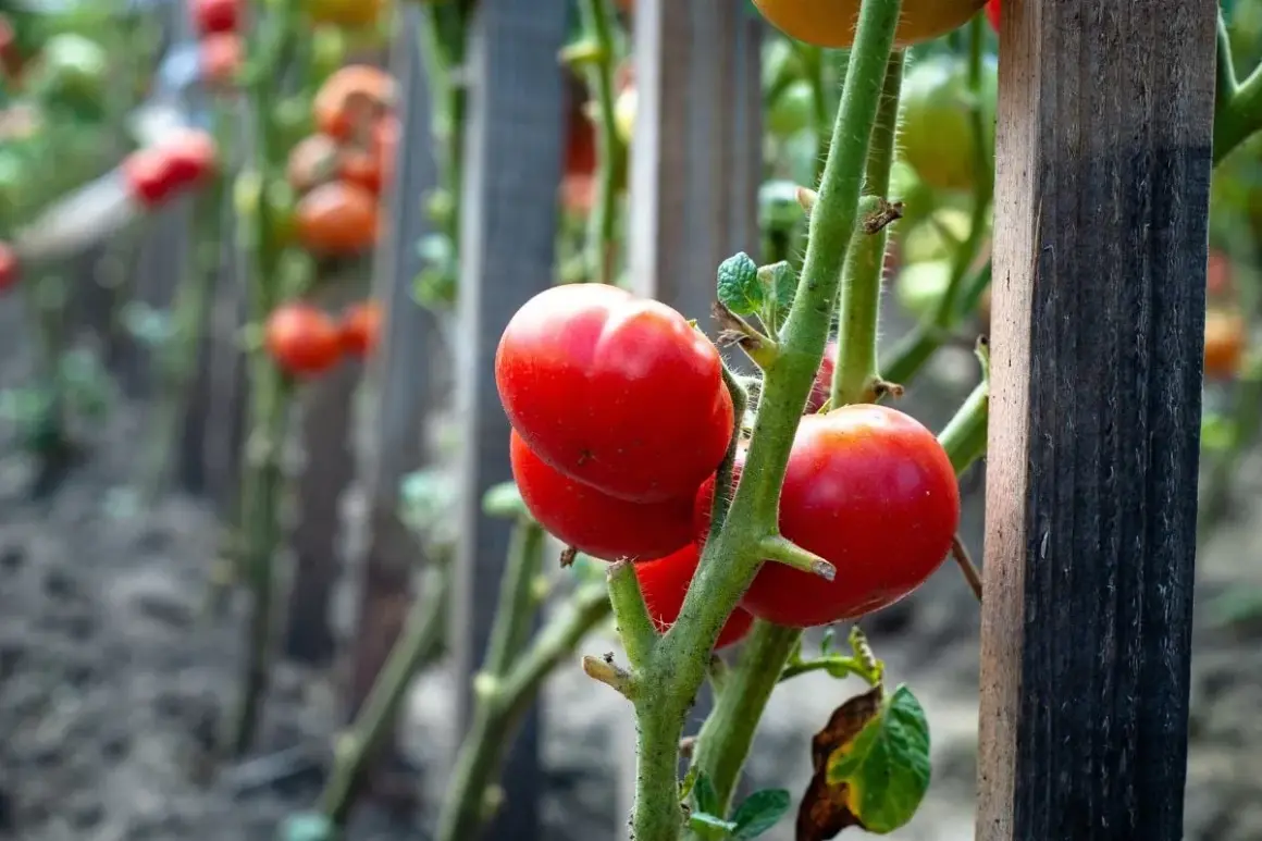 Des tomates rouges mûres sur des tiges vertes, prêtes à être cueillies. Le travail de planter des tomates porte ses fruits.