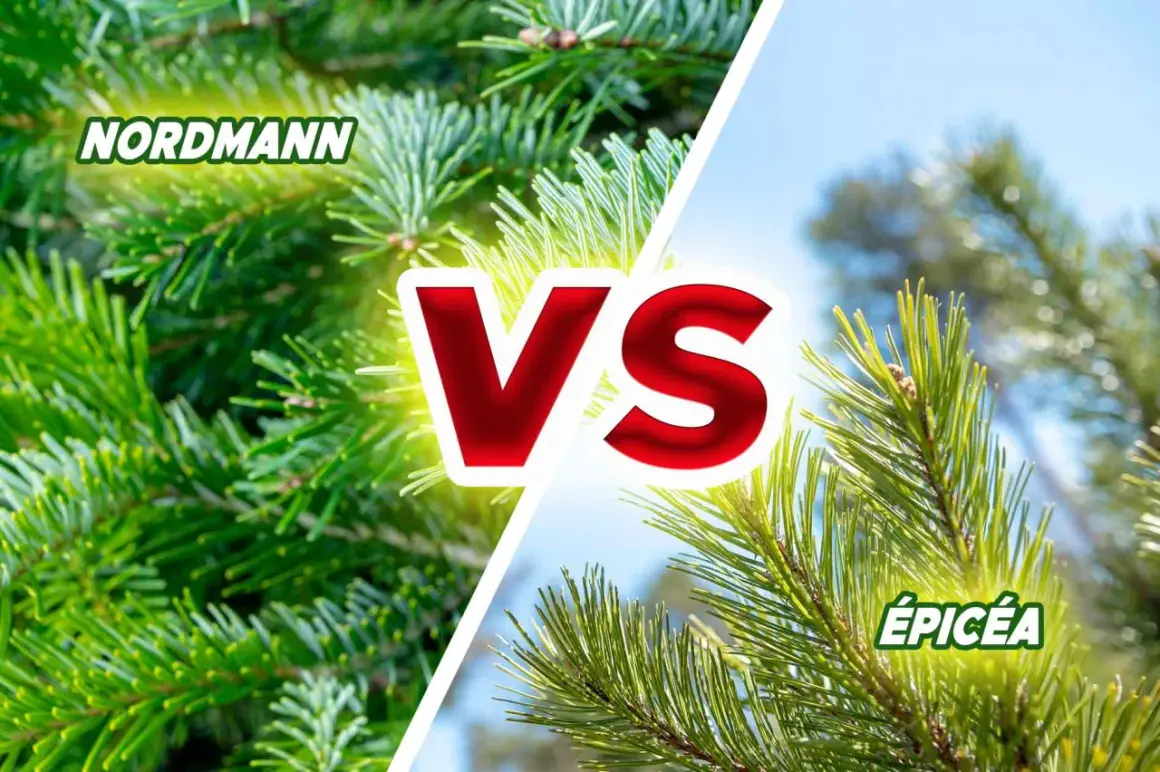 Nordmann vs Épicéa : quel sapin ne perd pas ses aiguilles ? Gros plan sur les aiguilles vertes et denses du Nordmann et celles plus fines de l'Épicéa.