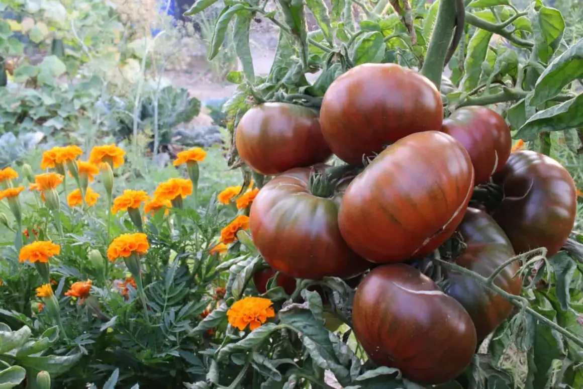 Gros fruits brunâtres, striés de vert, sur une tige. Des fleurs de souci orangées poussent à proximité, dans un jardin luxuriant. Ces tomates greffées promettent une récolte savoureuse.