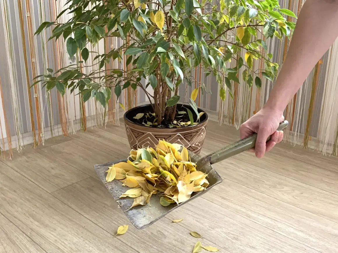 Maintenant, je m'occupe de l'entretien de mon ficus, en ramassant les feuilles tombées avec une pelle.