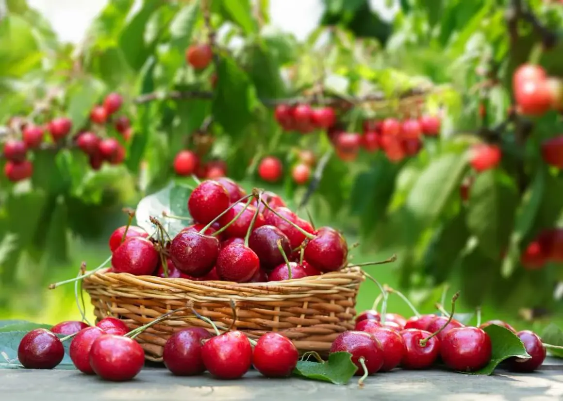 Un panier débordant de cerises rouges juteuses, parfaites pour savoir quand tailler un cerisier. Les fruits brillent sous le soleil, prêts à être dégustés.