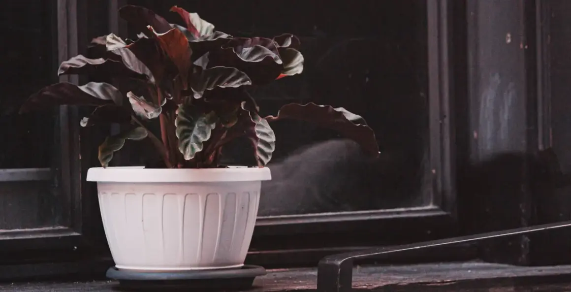 Plante de Calathea en pot blanc, ses feuilles sombres et ondulées suggèrent un entretien délicat.