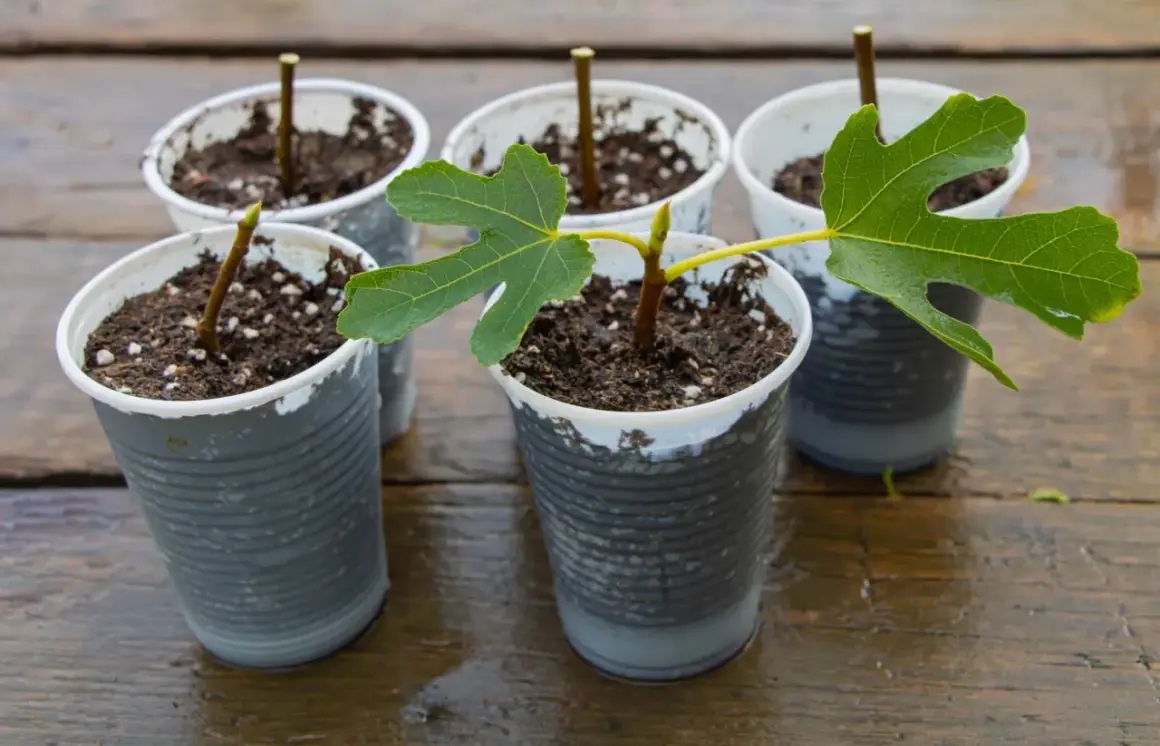 Cinq boutures d'arbre, certaines avec de jeunes feuilles vertes, en pots sur une table en bois mouillée.