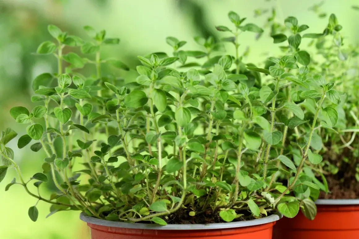 Plantes d'origan en pot, prêtes pour la culture. Leurs feuilles vertes et leurs tiges fines promettent une saveur intense.