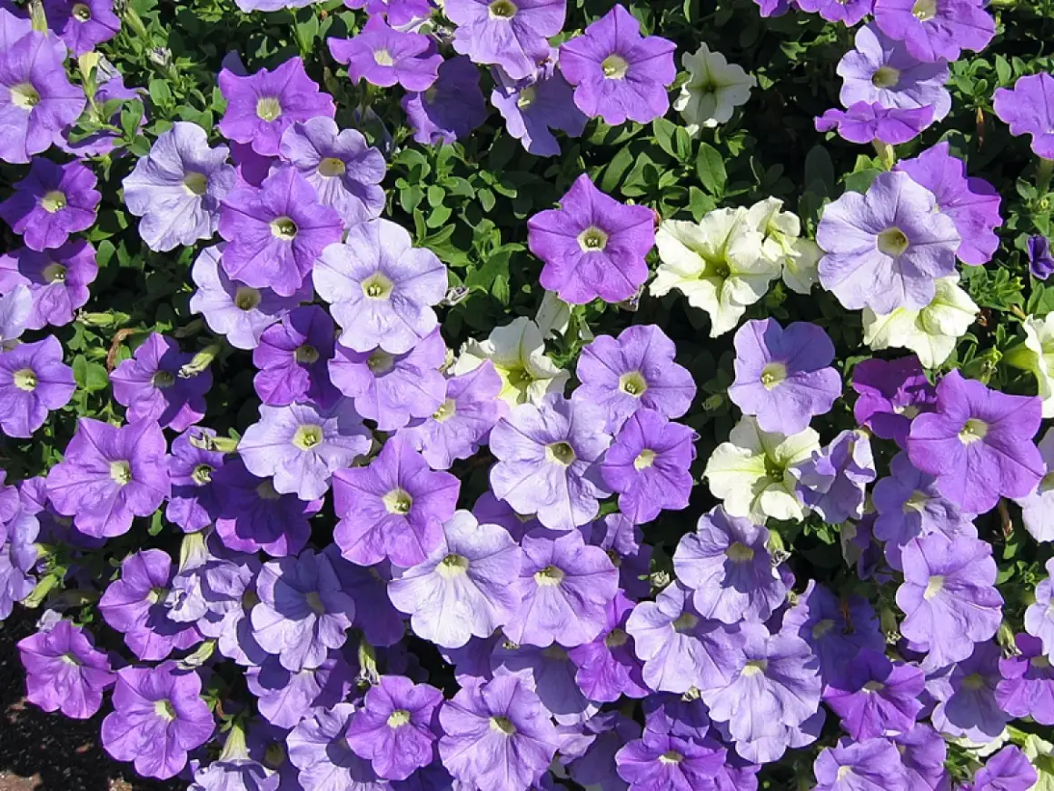 Un tapis de pétunias violets et blancs, une véritable exposition florale sous le soleil.