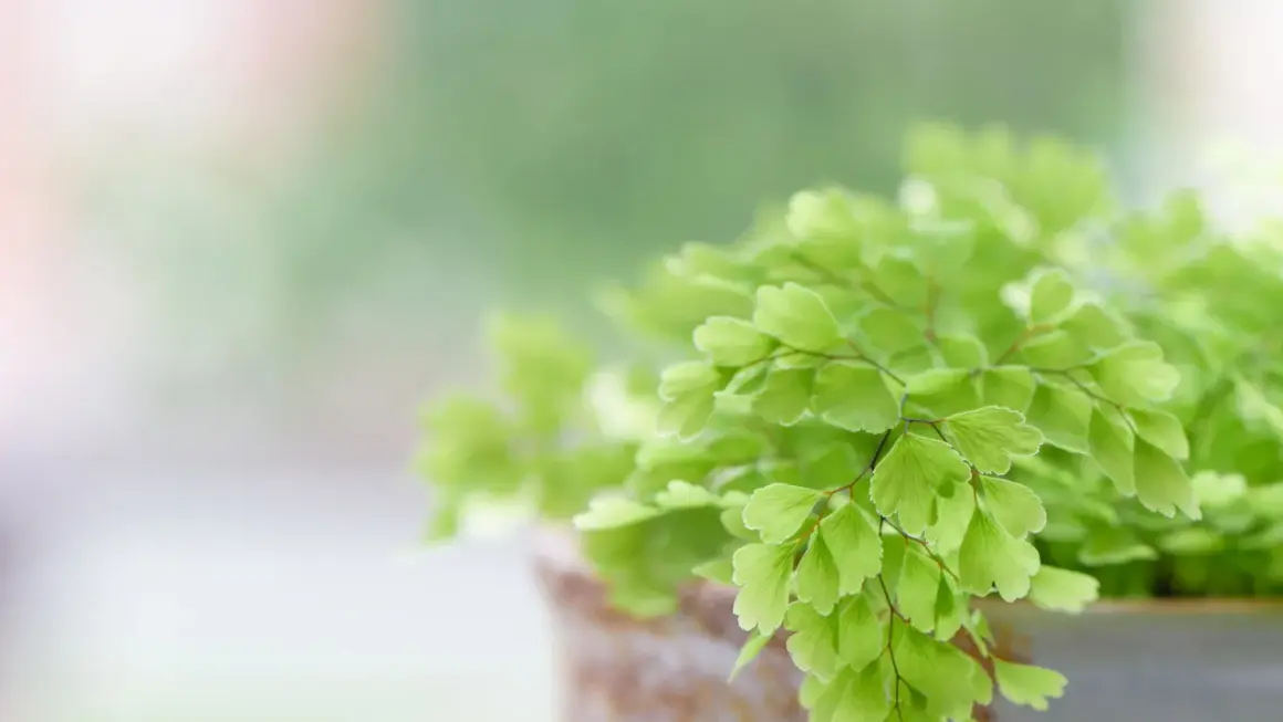 Détail d'une fougère intérieur aux feuilles vertes délicates, dans un pot en terre cuite.