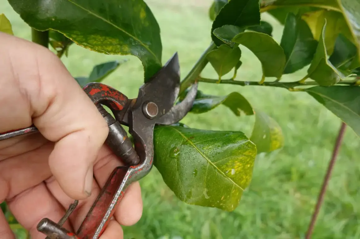 Main tenant une cisaille pour la taille citronnier, coupant une branche verte.