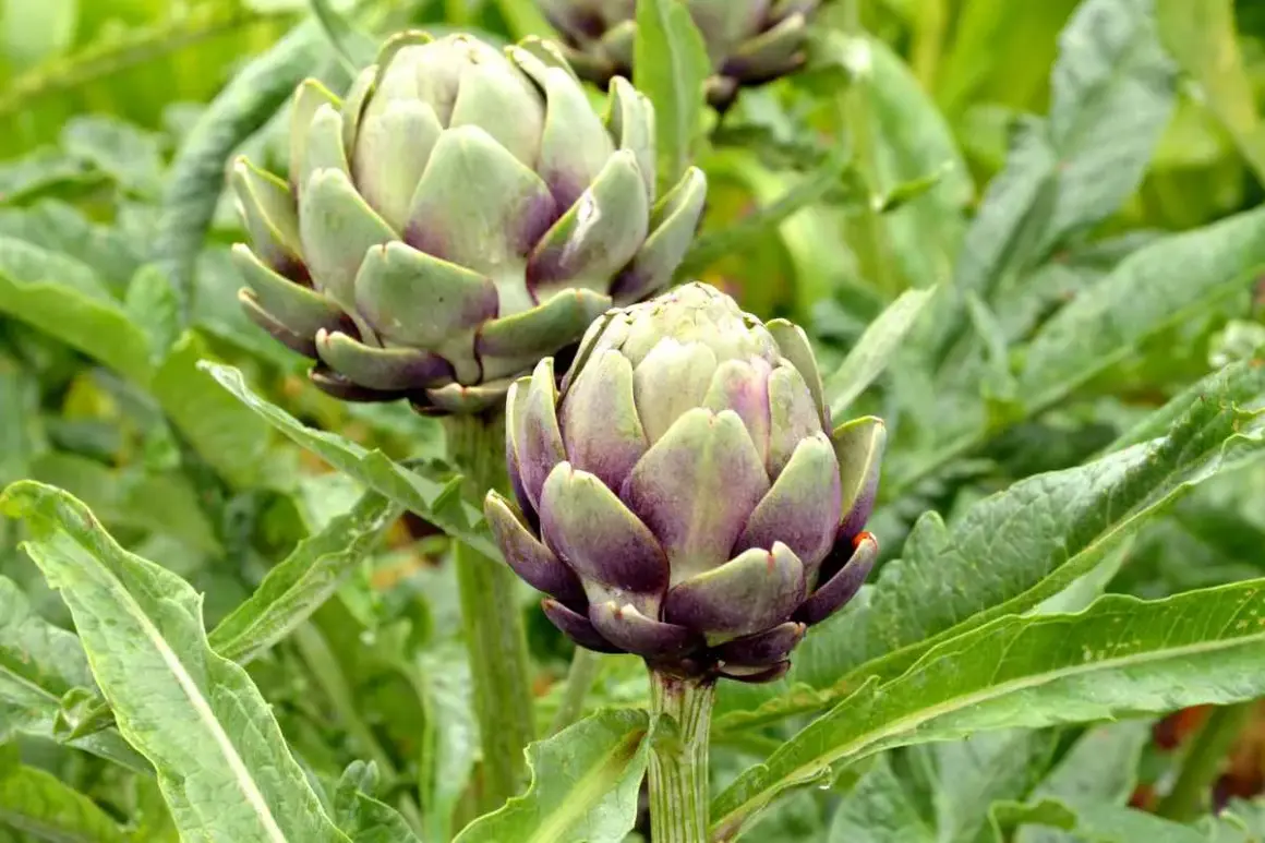 Deux beaux plants d'artichaut aux couleurs violettes et vertes, prêts à être récoltés.