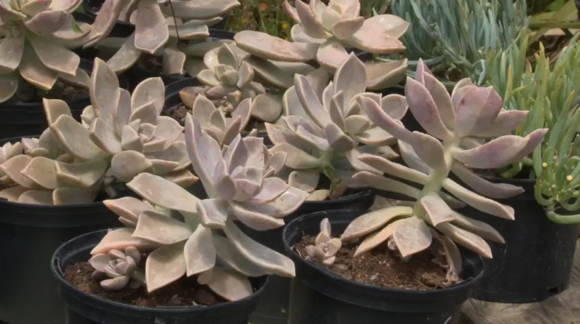 Plusieurs boutures de plantes grasses aux feuilles charnues et rosées, prêtes à être plantées.