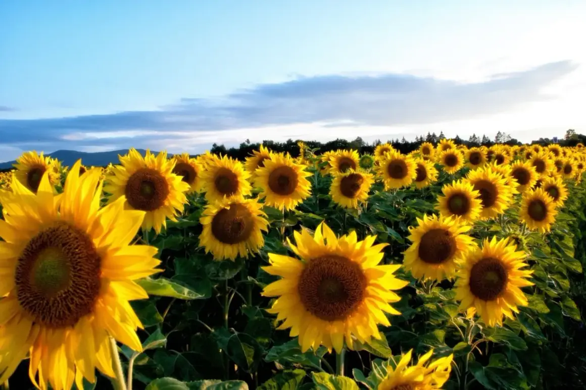 Un champ de tournesols baigné par la lumière du soleil. Chaque **planter tournesol** s'oriente vers le ciel bleu, créant une mer jaune éclatante.