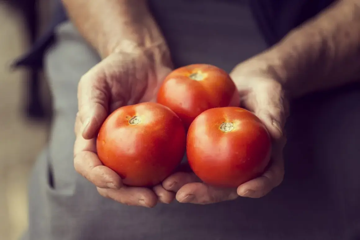Trois tomates Montfavet, rouges et charnues, reposent dans des mains ridées, promesse d'une saveur estivale.