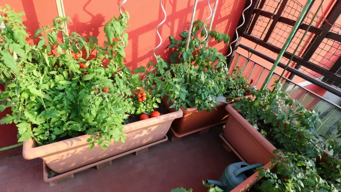 Un potager balcon luxuriant avec des plants de tomates rouges et vertes, prêts à être récoltés.
