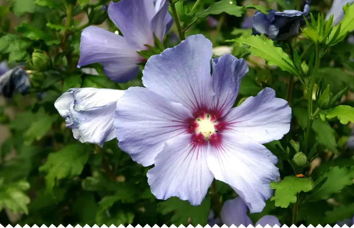 Fleur d'hibiscus lilas, taille adulte, avec des pétales délicats et un cœur pourpre.