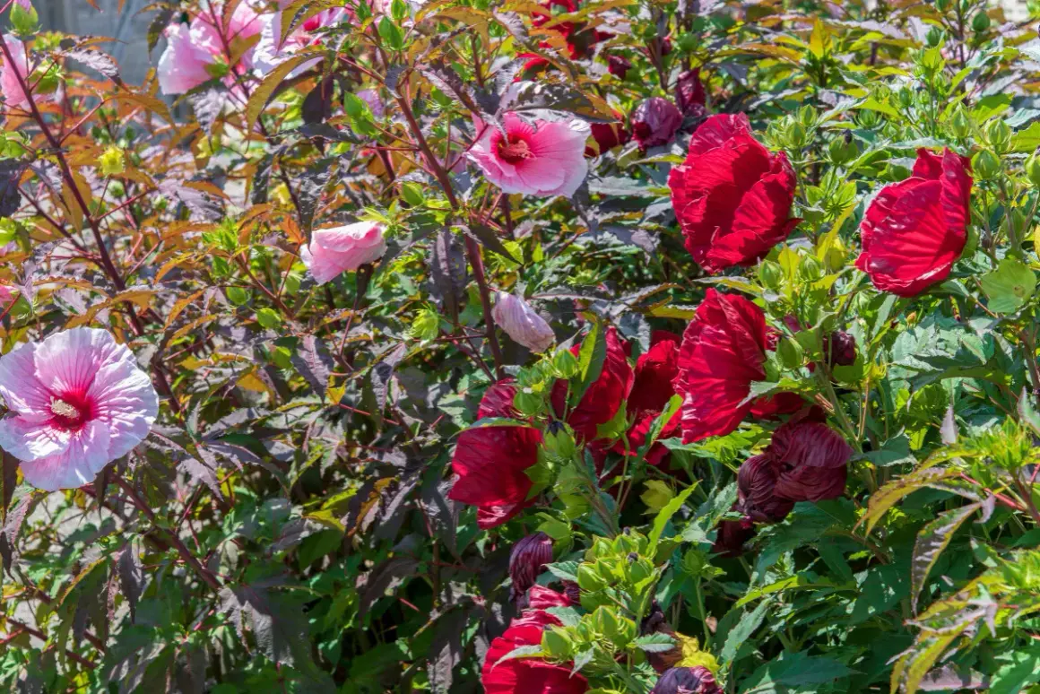 Un parterre de fleurs d'hibiscus aux teintes roses et rouges vives, prêt à être planté.