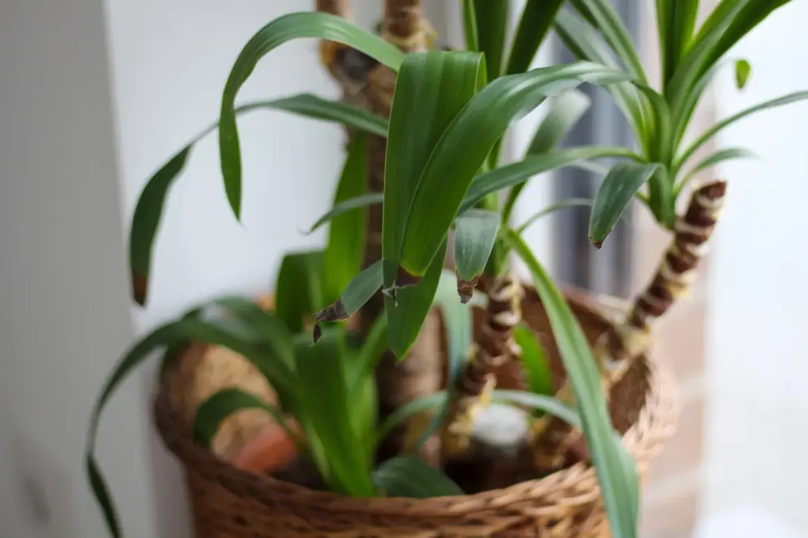 Un yucca tronc mou, ses feuilles vertes et quelques pointes brunes, dans un panier en osier.