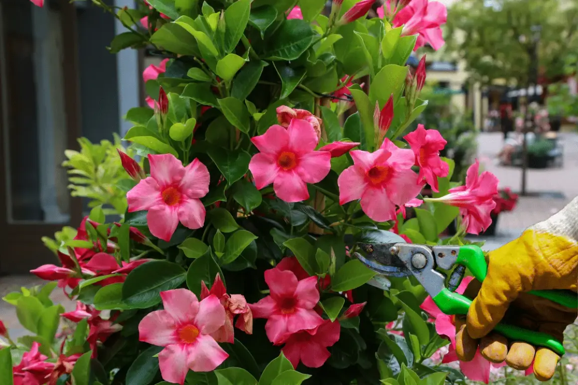 Maintenir la beauté d'un dipladenia par une taille soignée. Des fleurs roses éclatantes et des feuilles vertes luxuriantes.