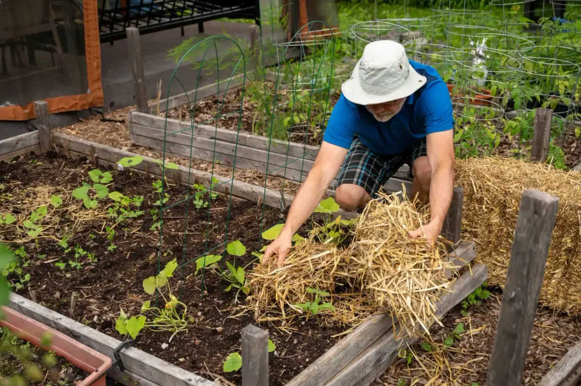 Un jardinier applique du paillage potager autour de jeunes plants pour les protéger et garder le sol humide.