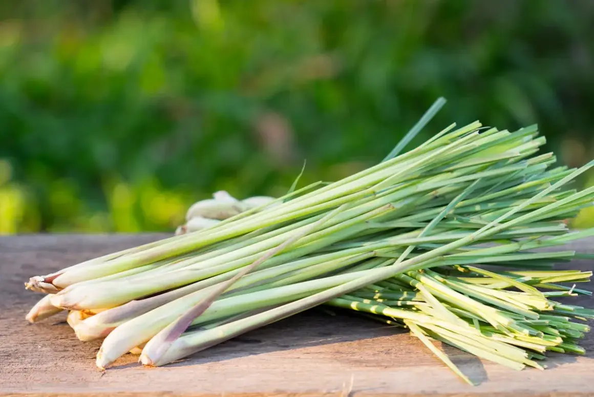 Un bouquet de tiges de citronnelle fraîchement coupées, prêtes à être utilisées pour cuisiner ou pour planter.